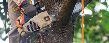 Best Tree Removal  in Grant, MN