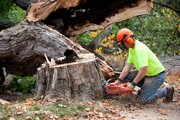 How Our Tree Care Process Works  in  Grant, MN