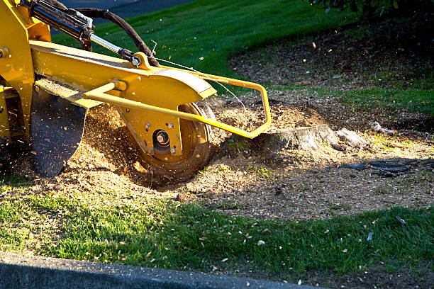 Best Aeration Services  in Grant, MN